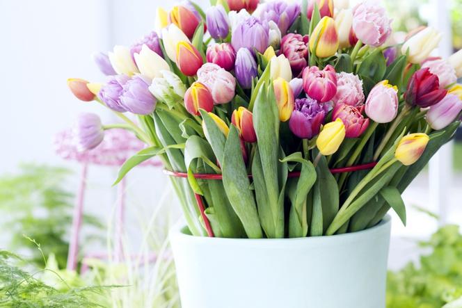 Znalezione obrazy dla zapytania tulipany