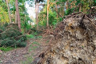 Nadleśnictwo Chmielnik