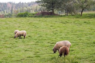 Program Owca Plus, czyli jak uratować górskie łąki przed… zarastaniem	