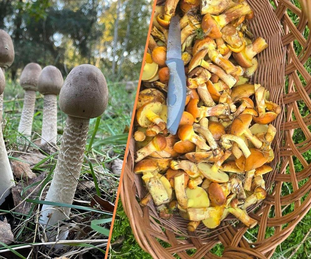 Sezon grzybowy na Dolnym Śląsku rozpoczęty. Gdzie znaleźć kanie, borowiki i koźlarze?