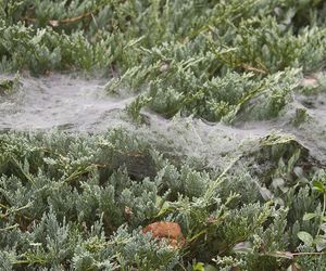 Pajęczyny na iglakach