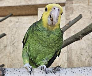 Park Papug w Krajnie