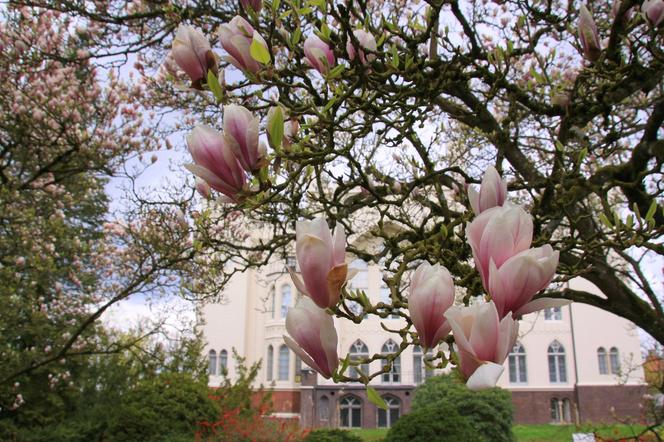 Arboretum Kórnickie zachwyca! Miłośnicy magnolii muszą się spieszyć