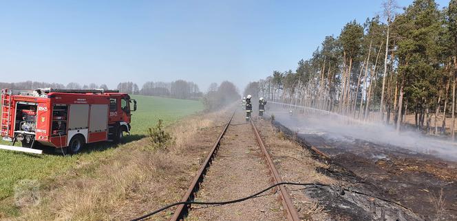 Pożar lasu pod Bydgoszczą! Z ogniem wlaczyło 6 zastępów straży pożarnej [ZDJĘCIA]