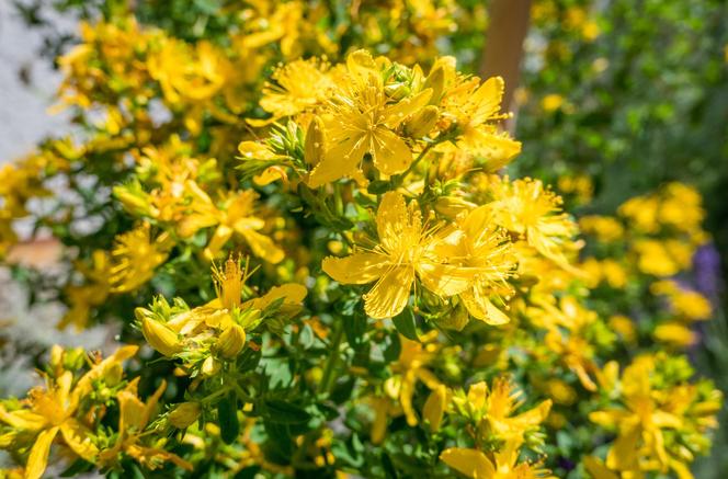 Dziurawiec zwyczajny (Hypericum perforatum)