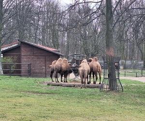 Chorzowskie zoo budzi się do życia ZDJĘCIA