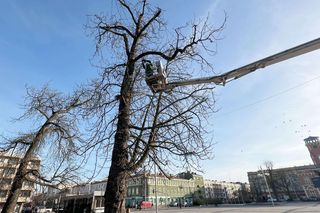 Świąteczne dekoracje, jarmark i miejski Sylwester. Częstochowa szykuje się na świętowanie
