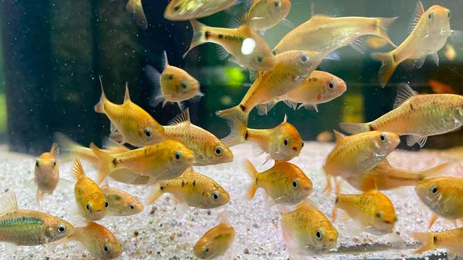 Rozmawiamy z Tomaszem Wiśniewskim, założycielem Aqua Dreams Bydgoszcz