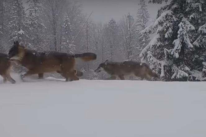 Rodzina wilków pokazała się w Beskidzie Żywieckim. Zobaczcie, jak zwierzęta przebijają się przez zaspy śniegu [WIDEO]