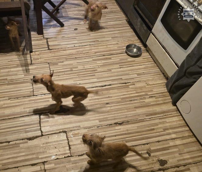 Psy przebywały w koszmarnych warunkach