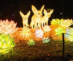 Nietypowy cennik biletów na wystawę Garden of Lights we Wrocławiu. O co chodzi? 