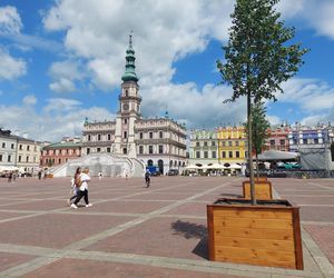 Lipy na Rynku Wielkim