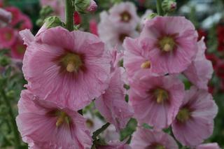 Malwa różowa - Althaea rosea