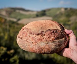 Bakery Tourism: szlakiem chleba przez Emilię-Romanię - dla tych, którzy nie boją się glutenu