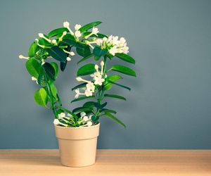 Rośliny doniczkowe na podporach