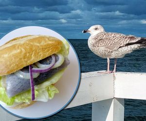 Żarłoczne mewy atakują turystów nad Bałtykiem. Niemiecki przedsiębiorca znalazł patent