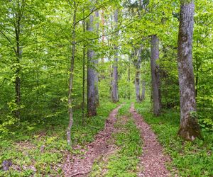 Puszcza Białowieska – ostatnia taka puszcza w Europie