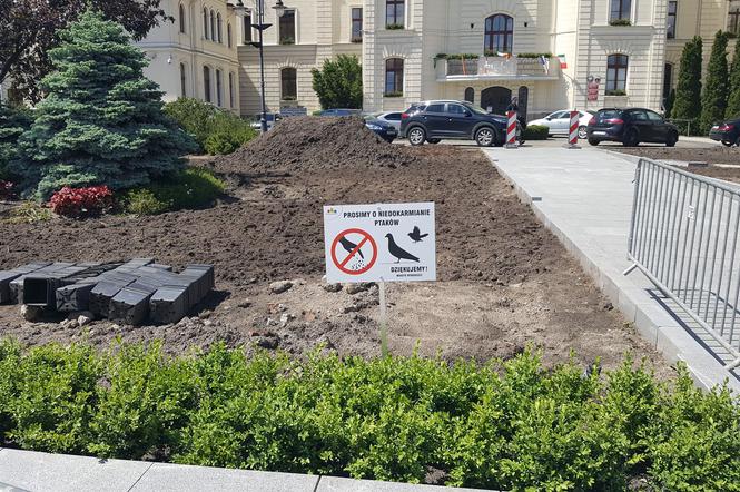Miasto Bydgoszcz apeluje - nie dokarmiajcie gołębi!