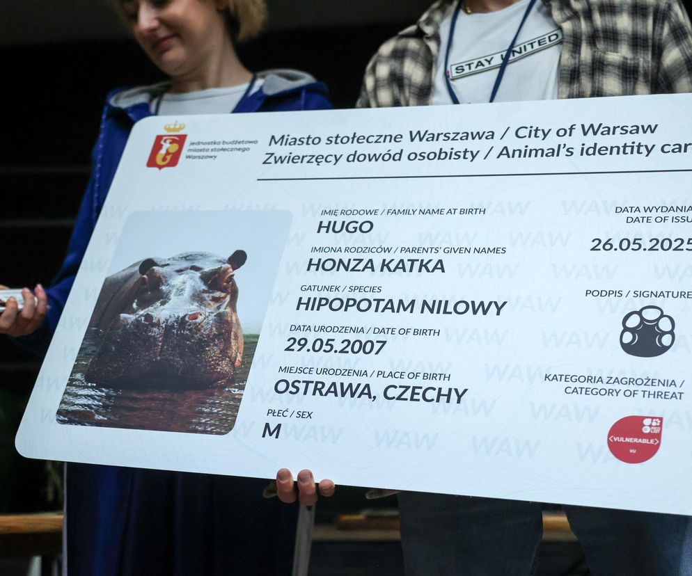 Hugo z ZOO baluje! Hipopotam z Warszawy ma 18 lat i dowód osobisty