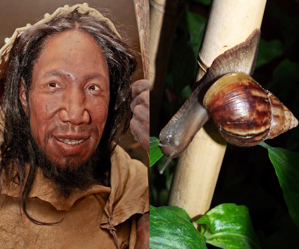 Te rzeczy ludzie jedli 160 tys. lat temu. To był prawdziwy przysmak! 