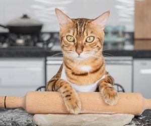 Mówi się, że kiedy kot to robi to czuje się bezpiecznie. To mocny koci wyraz miłości i zaufania