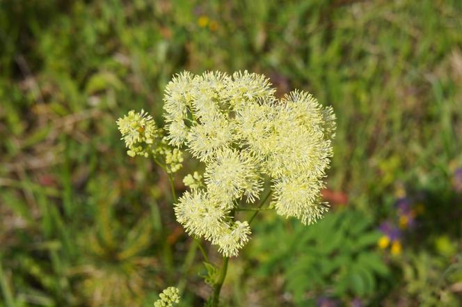 Rutewka wąskolistna (Thalictrum lucidum