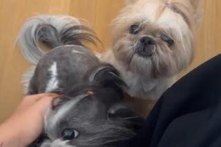 Sandra Kubicka z psami