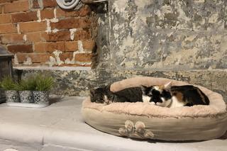 Olsztyn w stylu vintage. Pierwsze takie targi w niedzielę