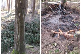 Rozpalili ognisko w lesie, żeby upiec kiełbaski. Mogło spłonąć 150 ha cennego lasu