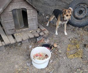 Kalisz. Pies na łańcuchu. Interwencja animalsów u radnego