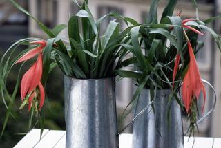 Bilbergia zwisła – egzotyczny kwiat doniczkowy. Jak go właściwie uprawiać?