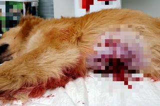 Myśliwy zastrzelił psa