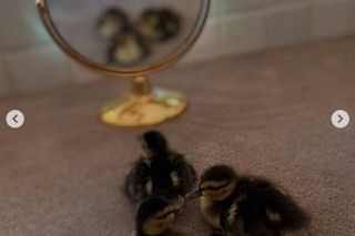 Demi Moore przygarnęła kaczki! Uratowałam je