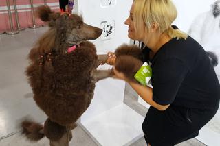 Targi PET EXPO 2019 w Bydgoszczy! To był prawdziwy raj dla miłośników zwierząt [ZDJĘCIA, WIDEO]