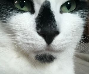 Ponad setka kotów czeka na adopcję. Konińskie schronisko jest przepełnione