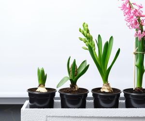 Pędzenie hiacyntów