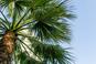 Waszyngtonia robusta - palma meksykańska. Uprawa i pielęgnacja waszyngtonii