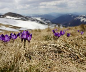 Gdzie na krokusy w Małopolsce? Te wyjątkowe kwiaty można spotkać nie tylko w Tatrach [GALERIA]