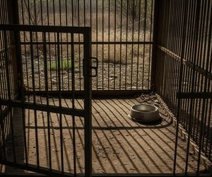 Lwy i tygrys na posesji. Jakie zarzuty usłyszał właściciel?