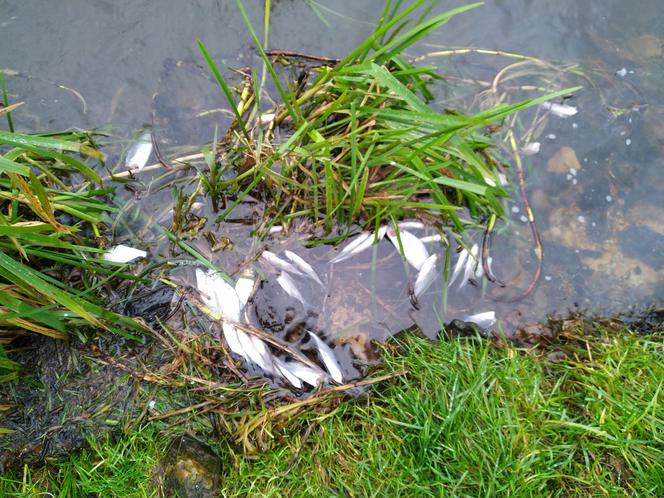 Setki martwych ryb nad Zalewem w Brodach
