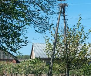 Ratował boćka na słupie, spadł z drabiny