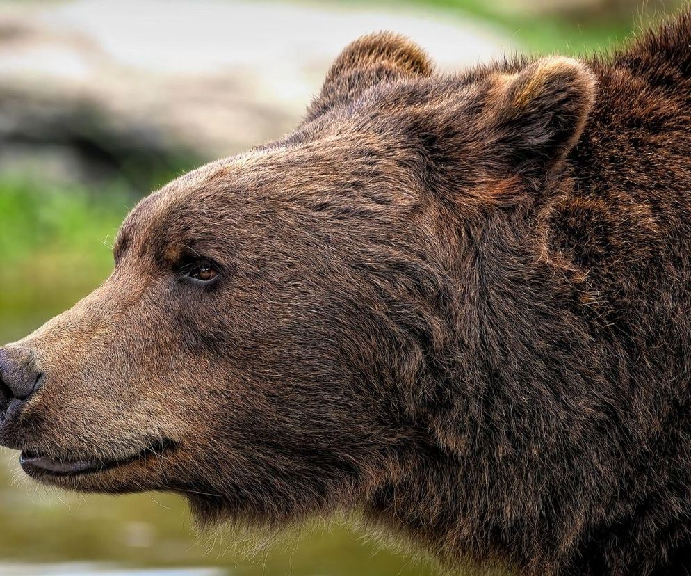 Niecodzienny poranek we Włoszech. Rolniczka z Abruzji zamiast kur znalazła w kurniku niedźwiedzia
