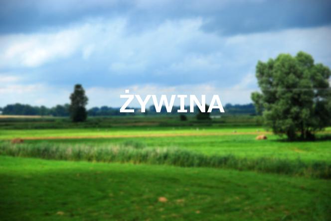Żywina