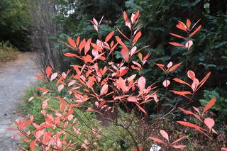 Spacer po jesiennych Ogrodzie Botanicznym w Lublinie