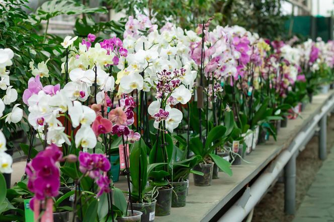 Orchidea - Wodnik
