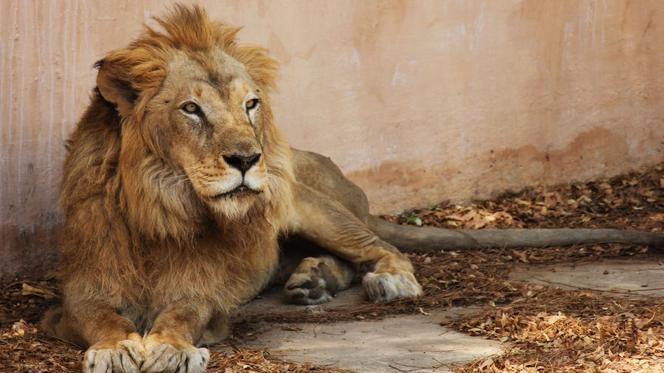 Testy na COVID-19 u zwierząt w ZOO. Którzy podopieczni ogrodu je przechodzą? 