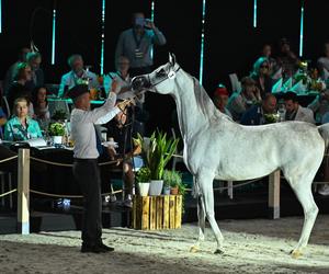 Porażka Pride of Poland 2024? Zyski są zdecydowanie niższe niż rok temu