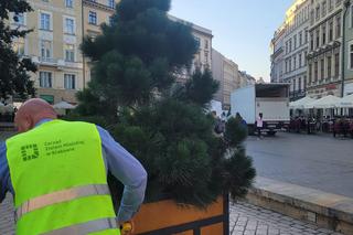 Drzewa na Rynku Głównym w Krakowie