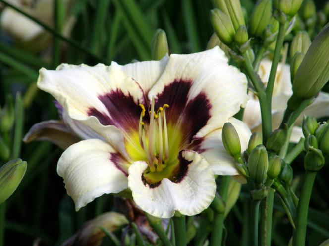 liliowce