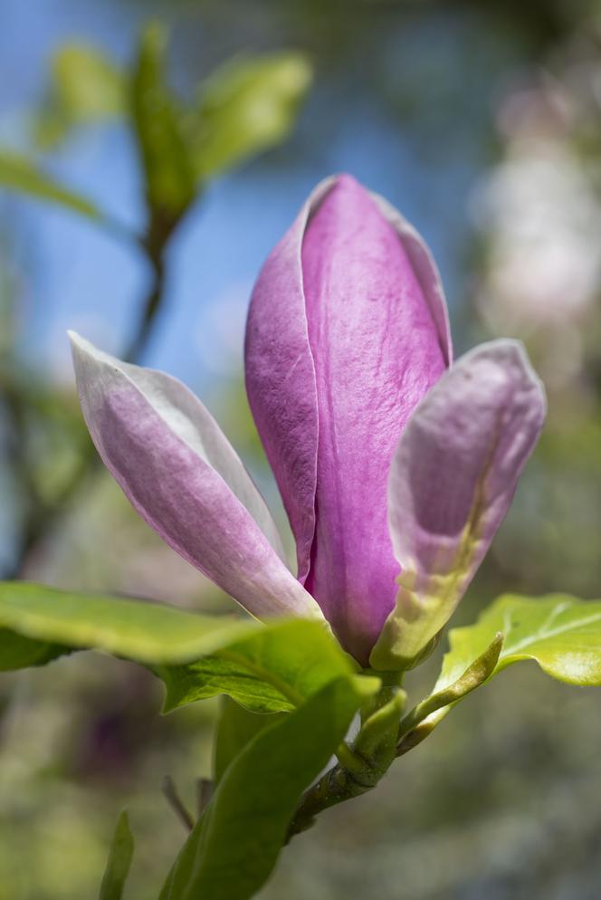 Magnolia Soulange'a 'Lennei' - Magnolia soulangiana ‘Lennei’